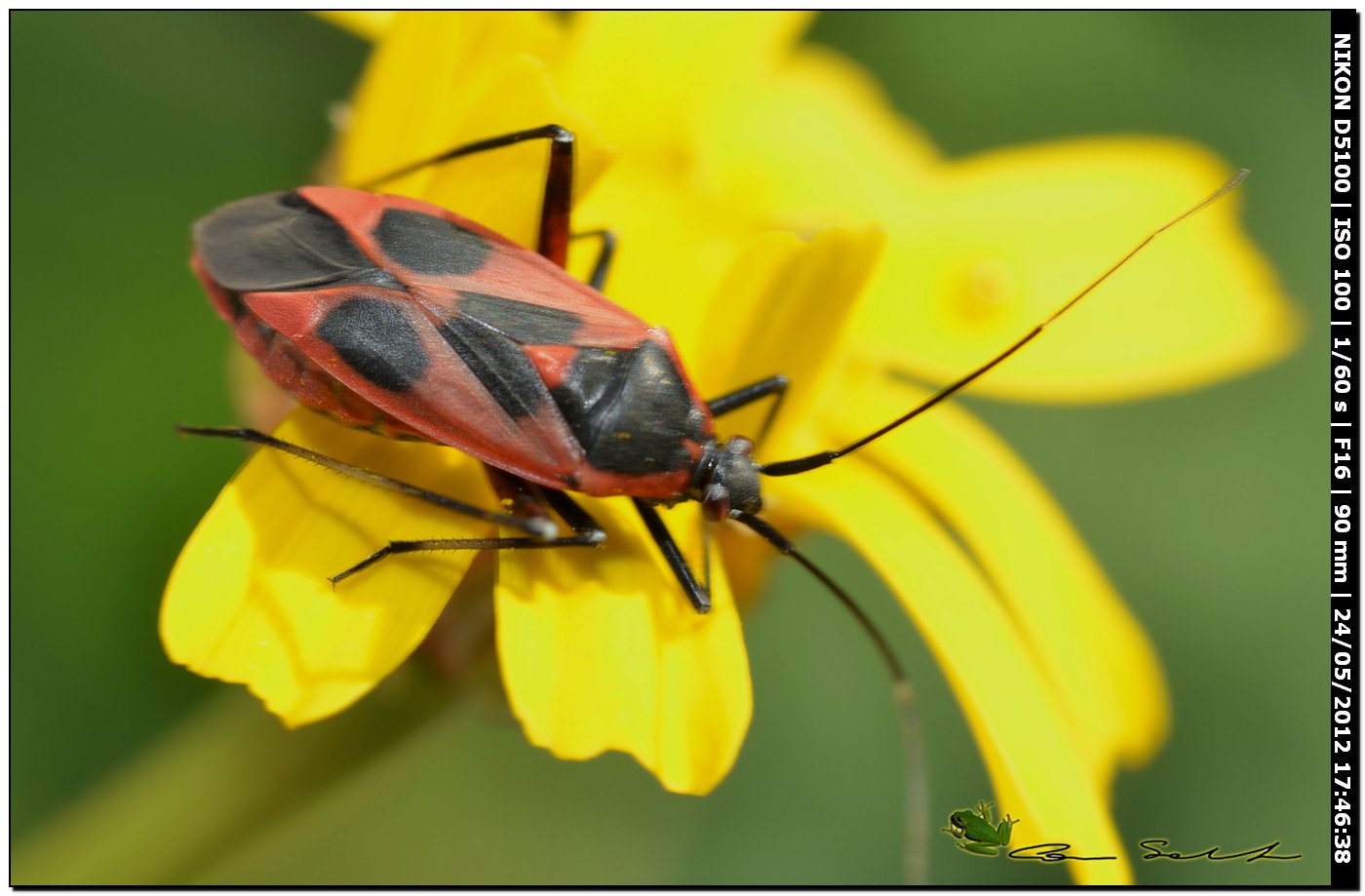 Calocoris nemoralis f. confluens?